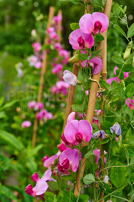 Buy stock photo A series of beautiful garden photos