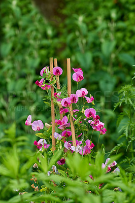 Buy stock photo Environment, flowers and floral with plant in nature for sustainability, ecology and botany. Growth, spring season and park reserve with garden in countryside for leaves, foliage and sweet peas
