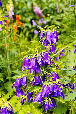 Buy stock photo A series of beautiful garden photos