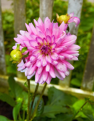 Buy stock photo A series of beautiful garden photos