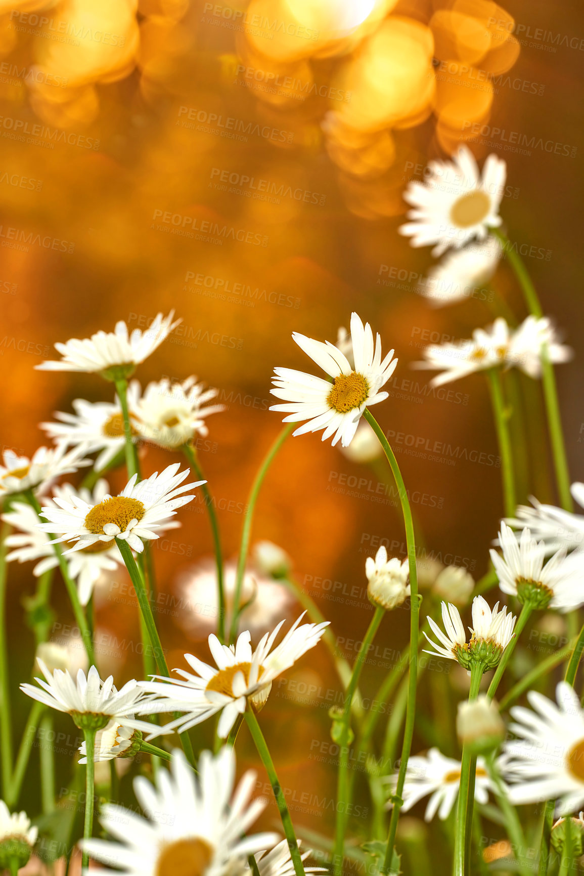 Buy stock photo A series of beautiful garden photos