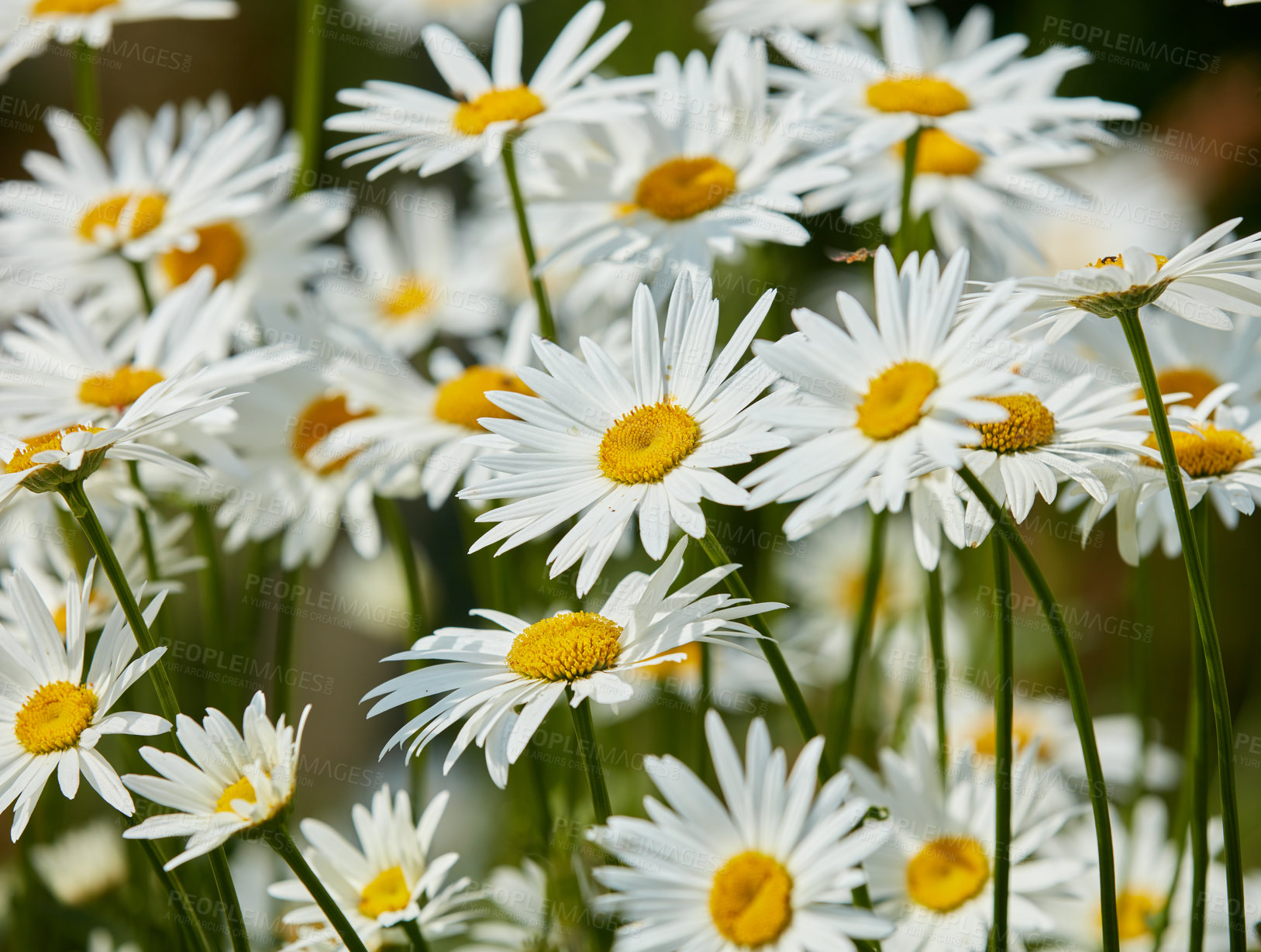 Buy stock photo A series of beautiful garden photos