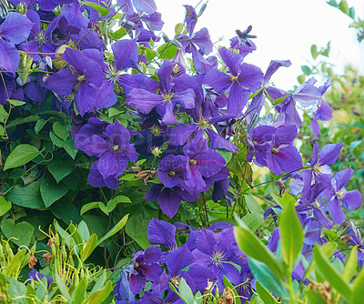 Buy stock photo A series of beautiful garden photos