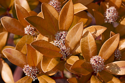 Buy stock photo A series of beautiful garden photos