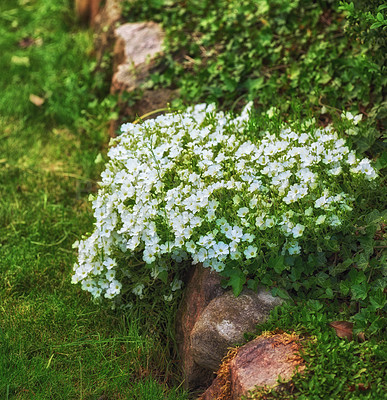 Buy stock photo A series of beautiful garden photos