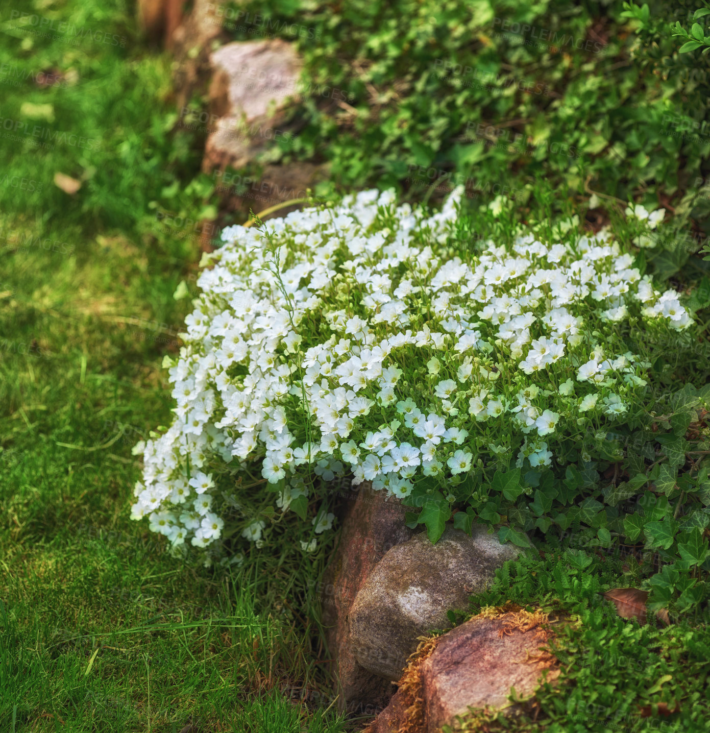 Buy stock photo A series of beautiful garden photos