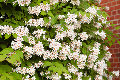 Buy stock photo A series of beautiful garden photos