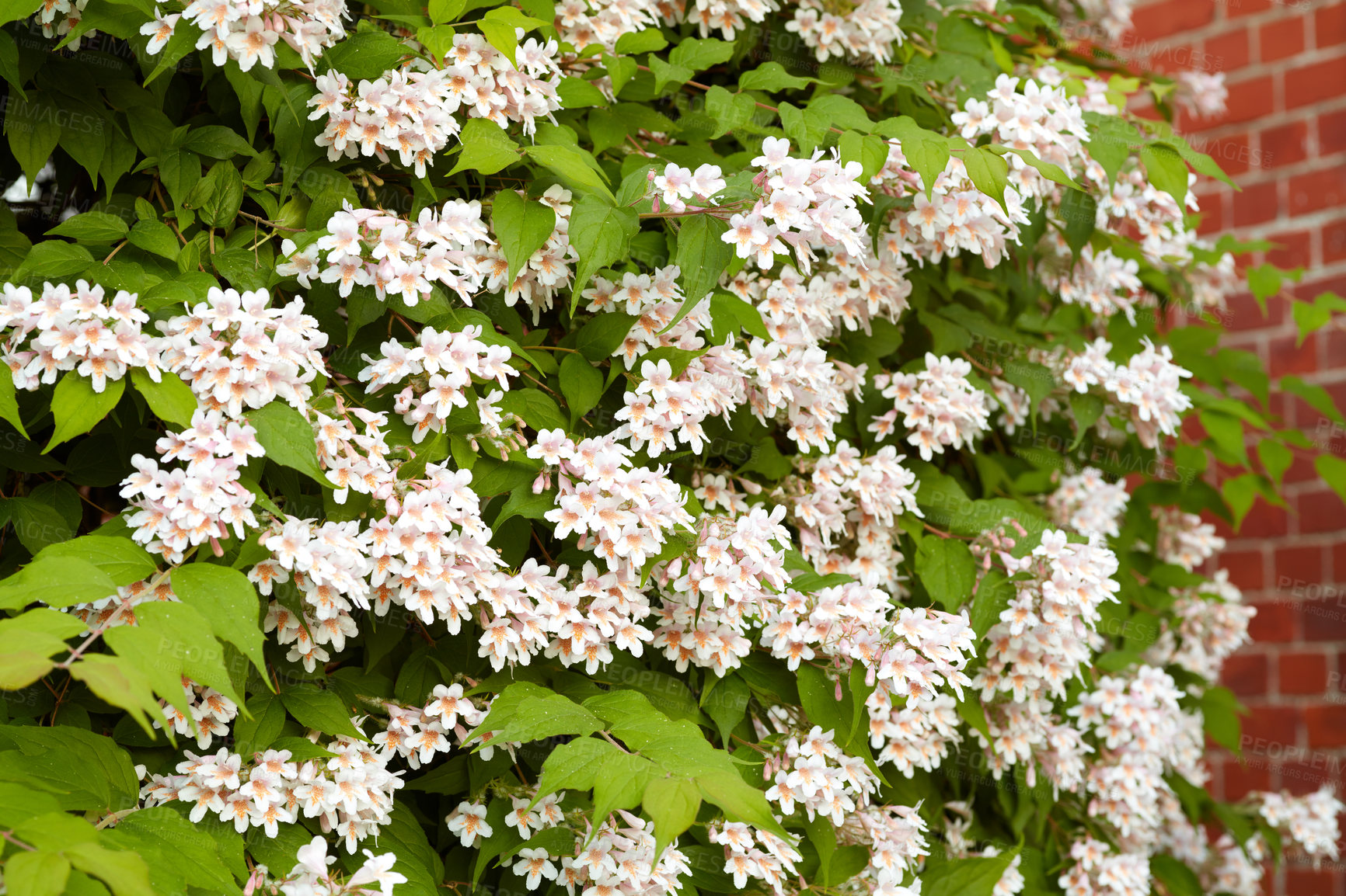 Buy stock photo A series of beautiful garden photos