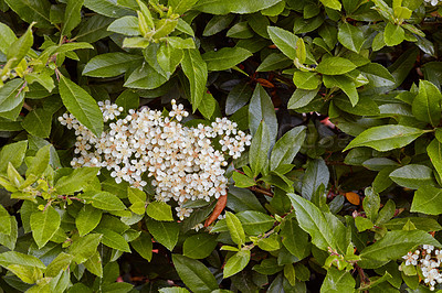 Buy stock photo A series of beautiful garden photos