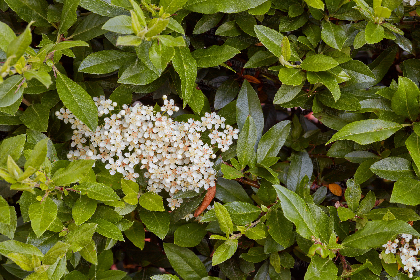 Buy stock photo A series of beautiful garden photos