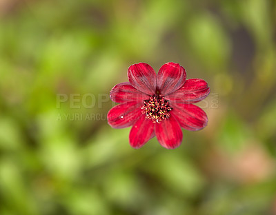 Buy stock photo Closeup, growth and flowers with daisy for gardening, landscape, and sustainable environment in spring. Season, ecology and blossom with red plants for habitat, floral petal or biodiversity in nature