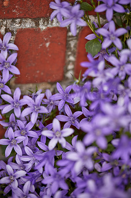 Buy stock photo A series of beautiful garden photos