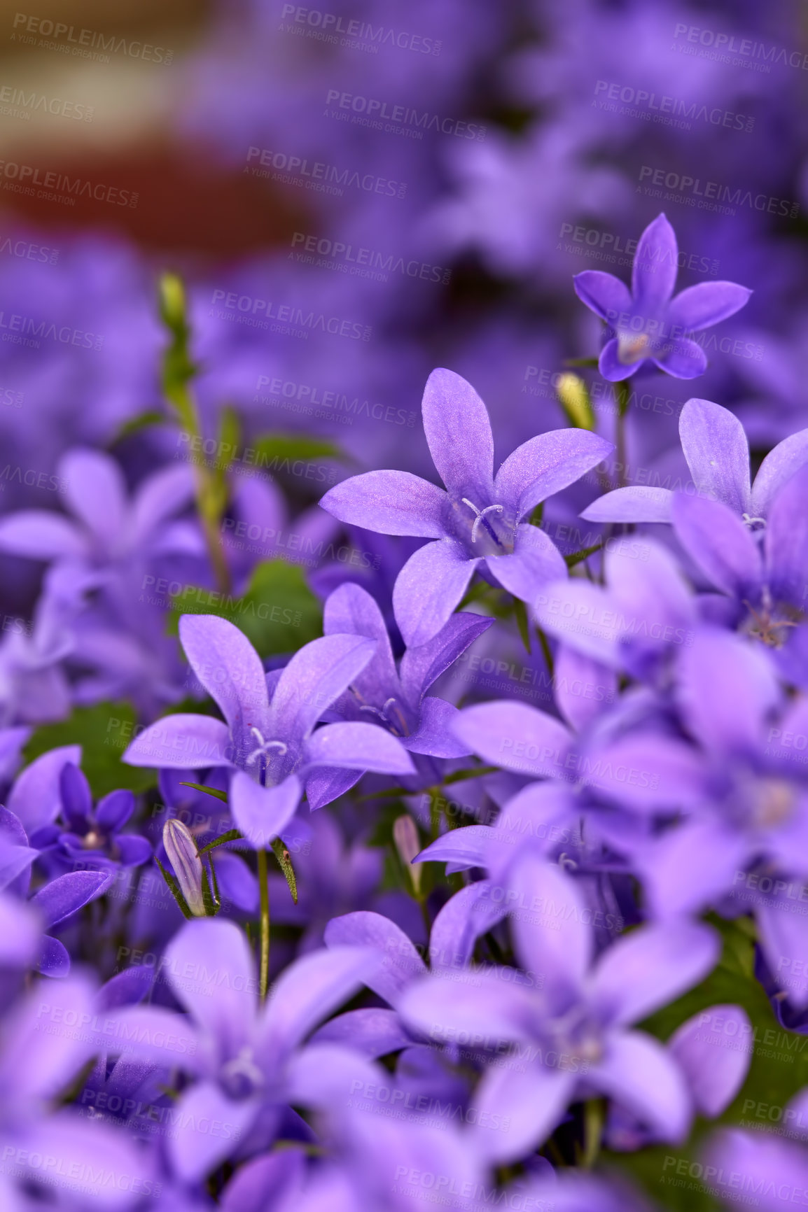 Buy stock photo Plants, nature or closeup of flowers by home for landscaping, blooming season or sustainability. Bellflower, garden design or floral petals scenery for springtime or purple flowerbed in environment