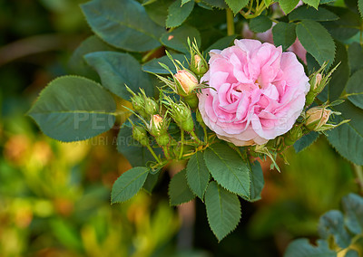 Buy stock photo A series of beautiful garden photos