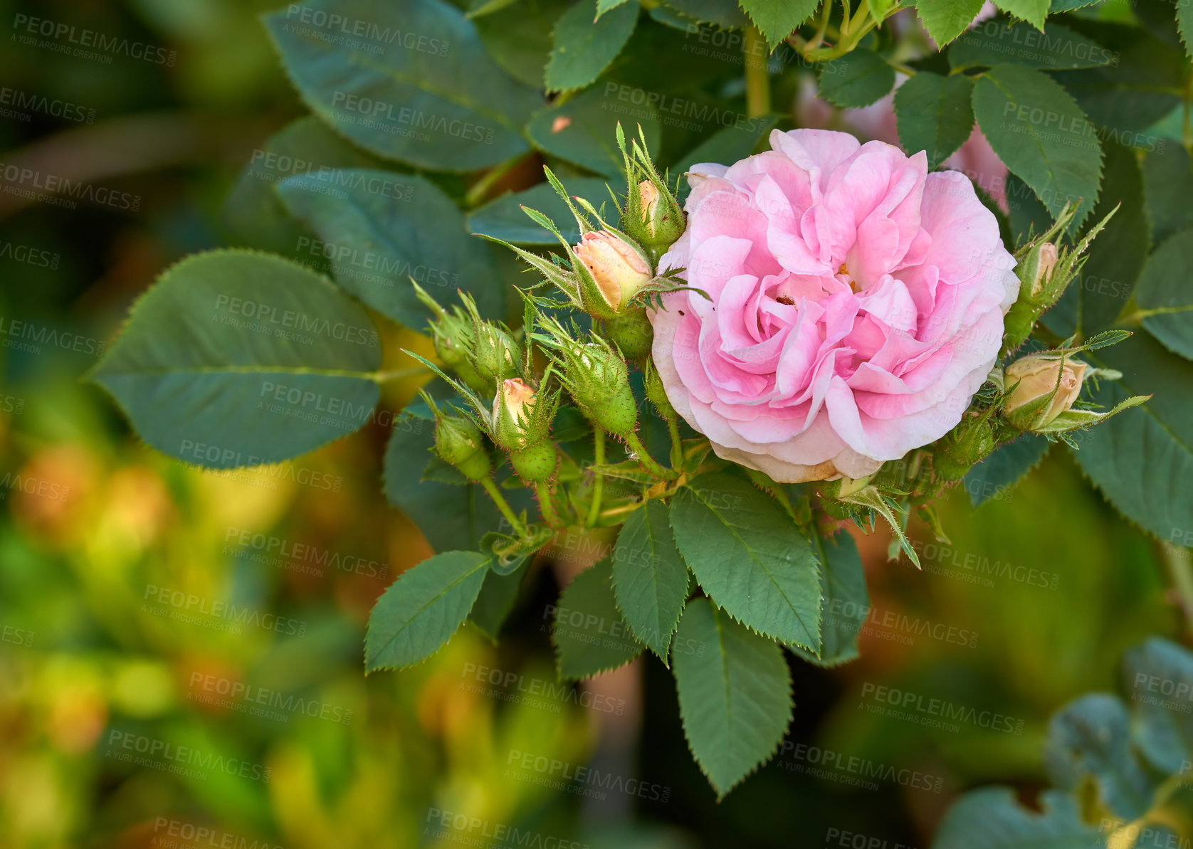 Buy stock photo A series of beautiful garden photos