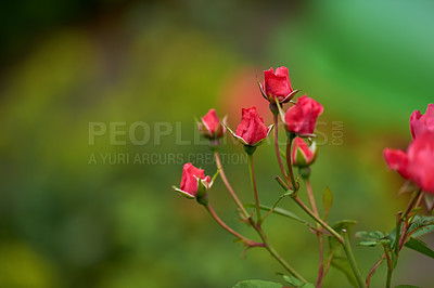 Buy stock photo A series of beautiful garden photos