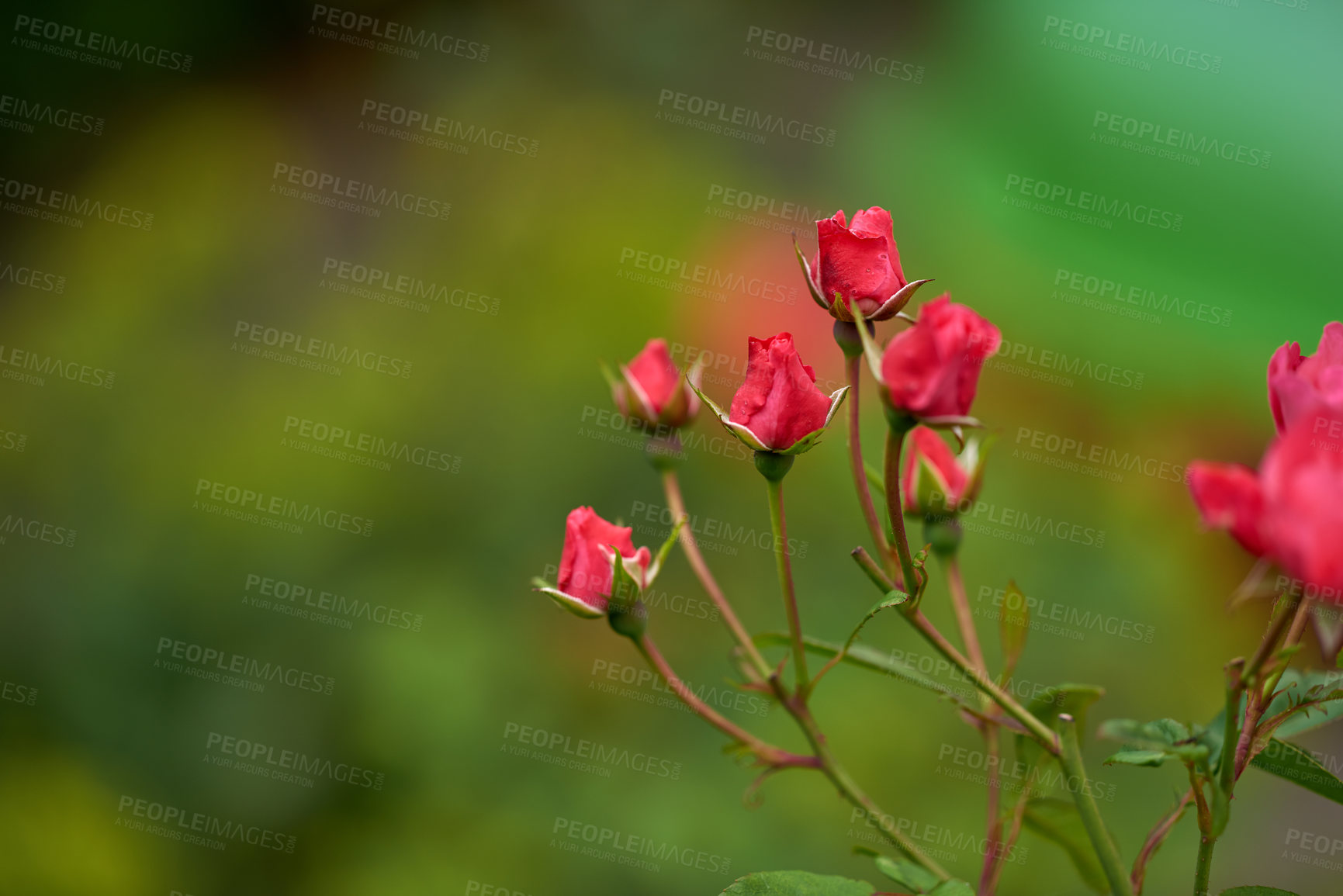 Buy stock photo A series of beautiful garden photos