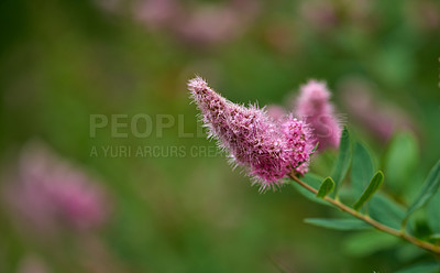 Buy stock photo A series of beautiful garden photos