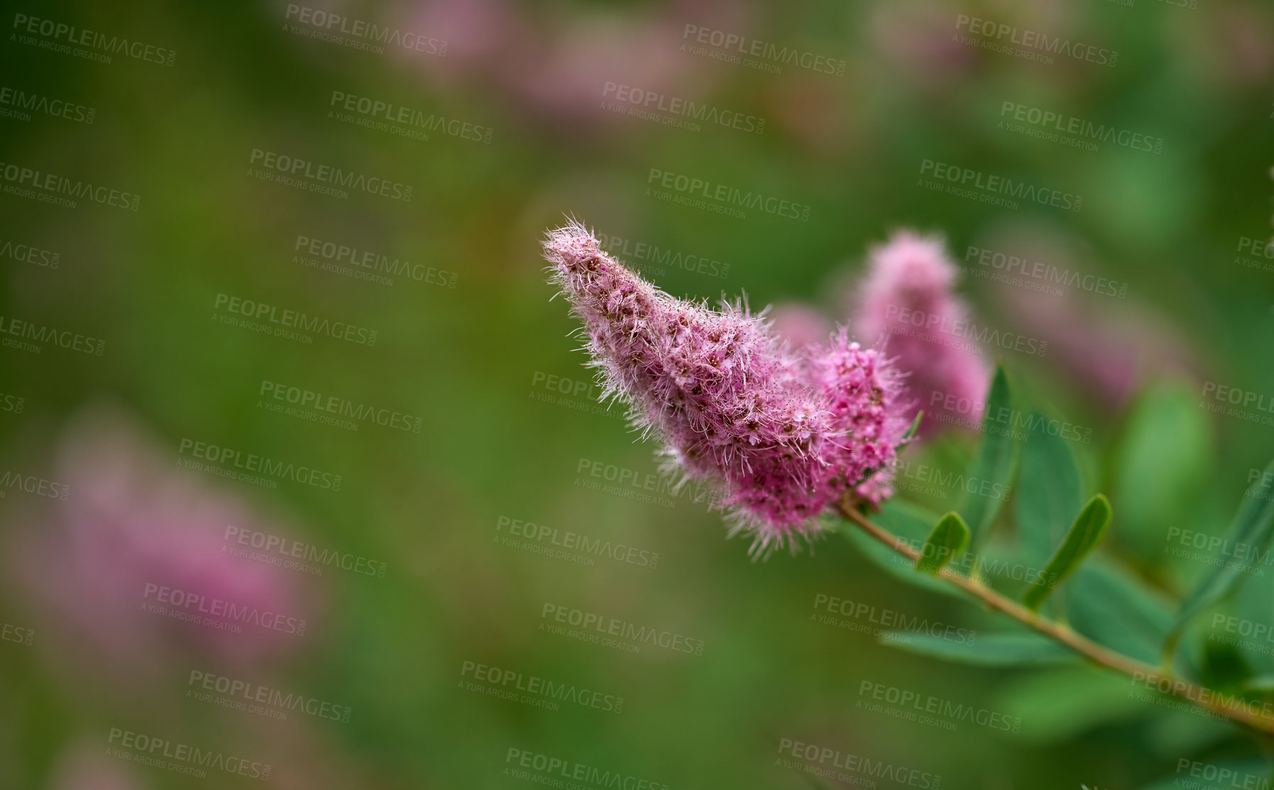 Buy stock photo A series of beautiful garden photos