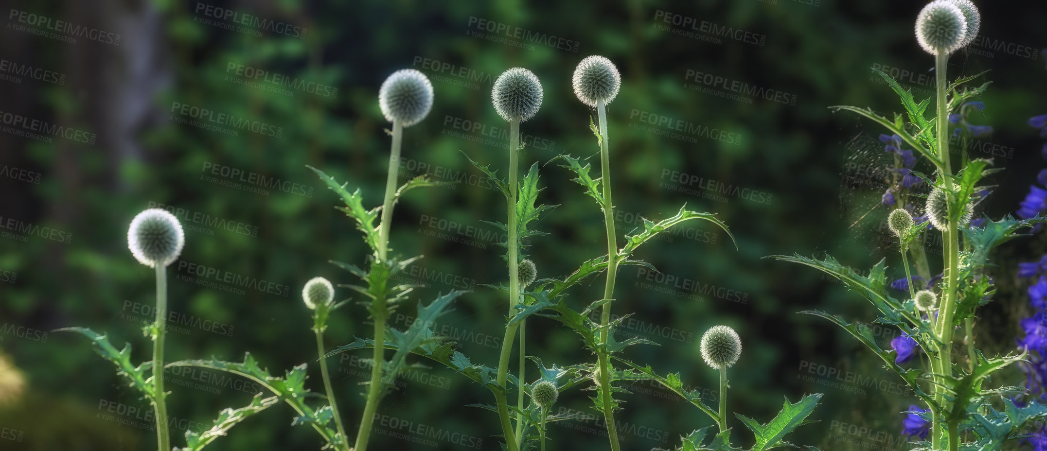 Buy stock photo A series of beautiful garden photos