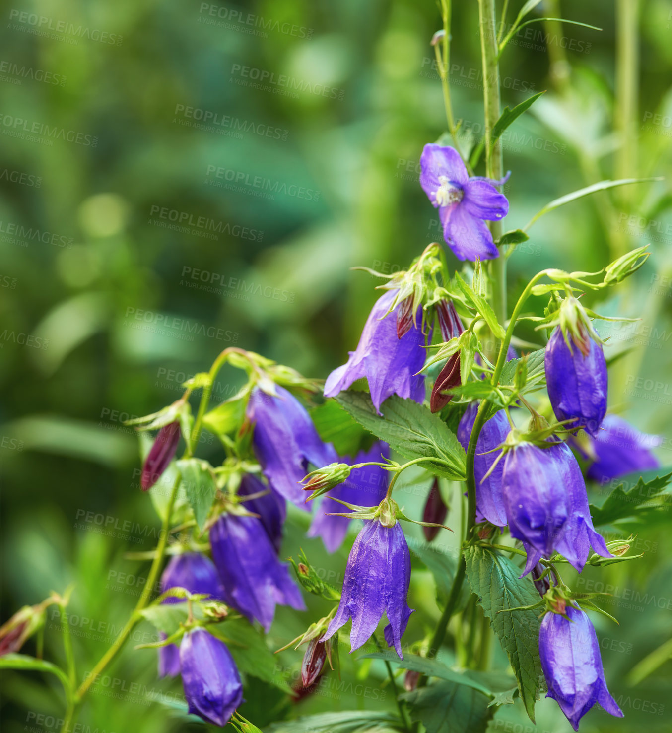 Buy stock photo A series of beautiful garden photos