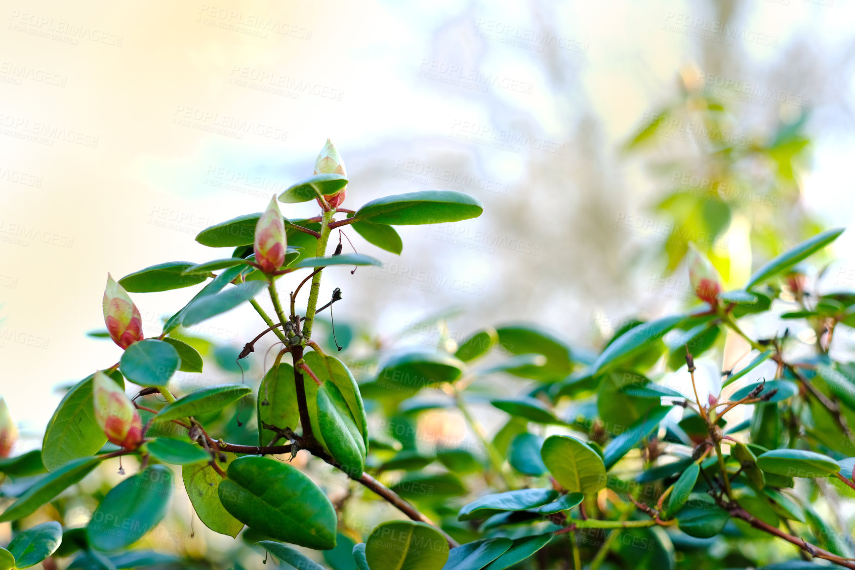 Buy stock photo A series of beautiful garden photos