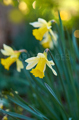 Buy stock photo A series of beautiful garden photos