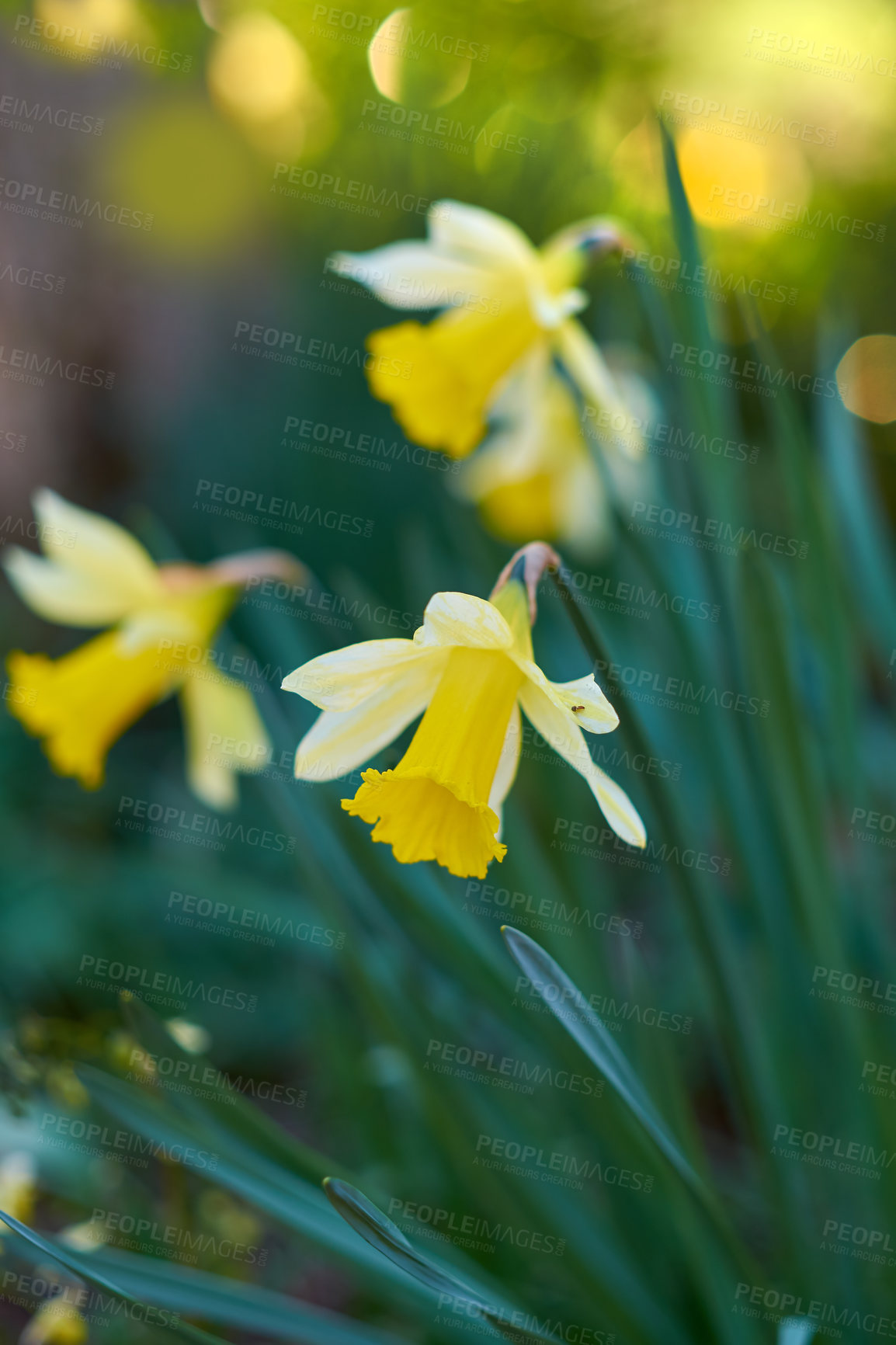 Buy stock photo A series of beautiful garden photos