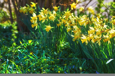 Buy stock photo A series of beautiful garden photos