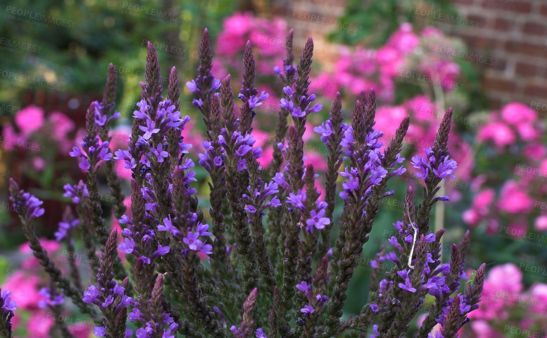 Buy stock photo A bunch of lavender plants growing in a backyard garden. Flowering on a green stem in a remote field or meadow. Textured detail of common purple lavender plants blossoming and blooming in spring time