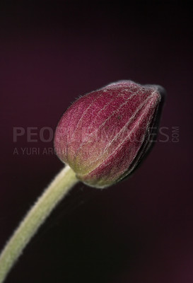 Buy stock photo Closeup of single flower bud isolated on a dark background. One closed maroon red bloom on black copy space. Delicate cultivated plant stem growing outside. Striking nature scene of seasonal blossom