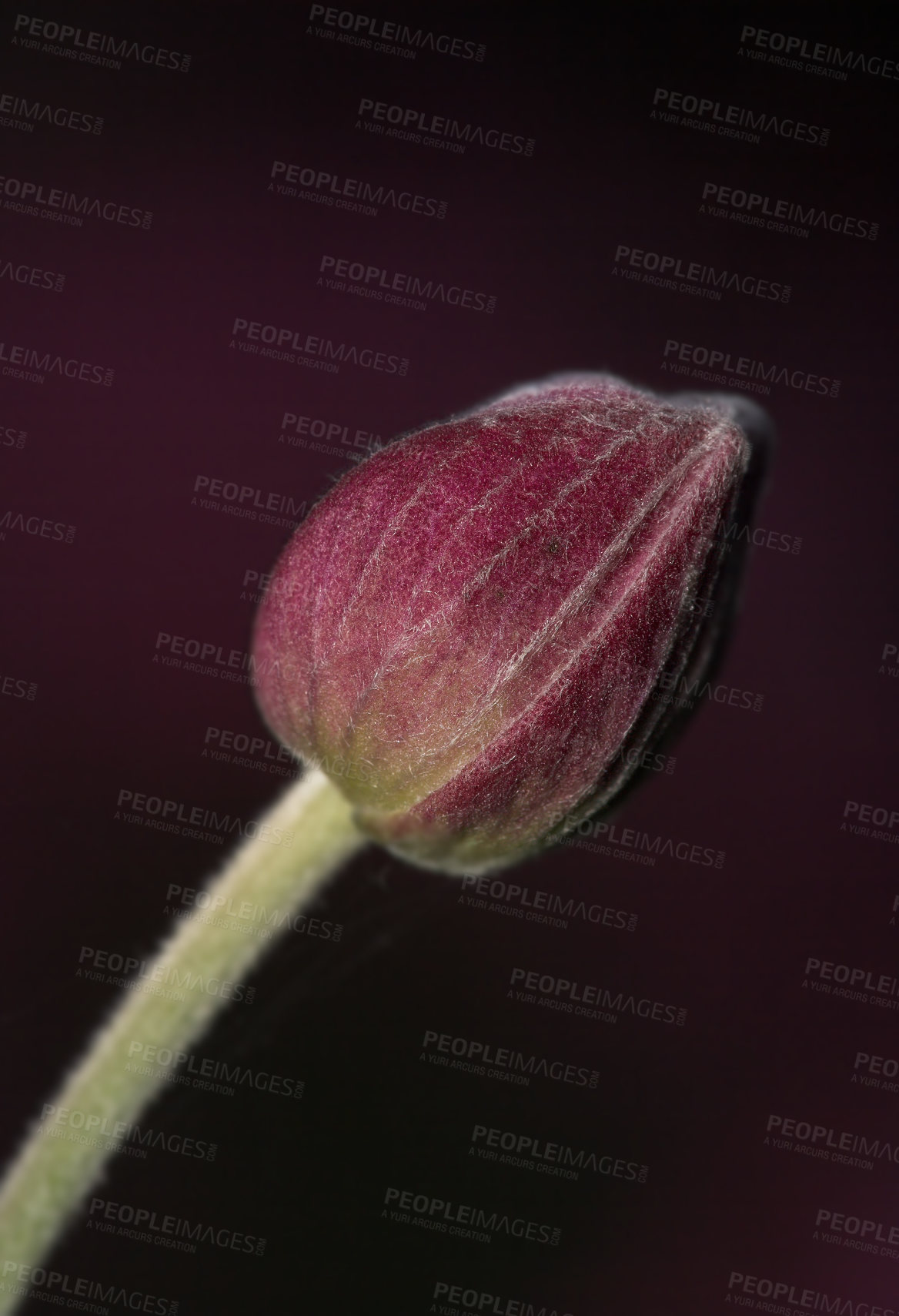 Buy stock photo Closeup of single flower bud isolated on a dark background. One closed maroon red bloom on black copy space. Delicate cultivated plant stem growing outside. Striking nature scene of seasonal blossom