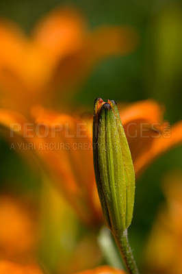 Buy stock photo A close-up of blooming Lilium Maritimum with blurred background. A portrait of a bud in the blooming process. A beautiful picture of a small orange flower. Macro photo nature flowers blooming Lilium