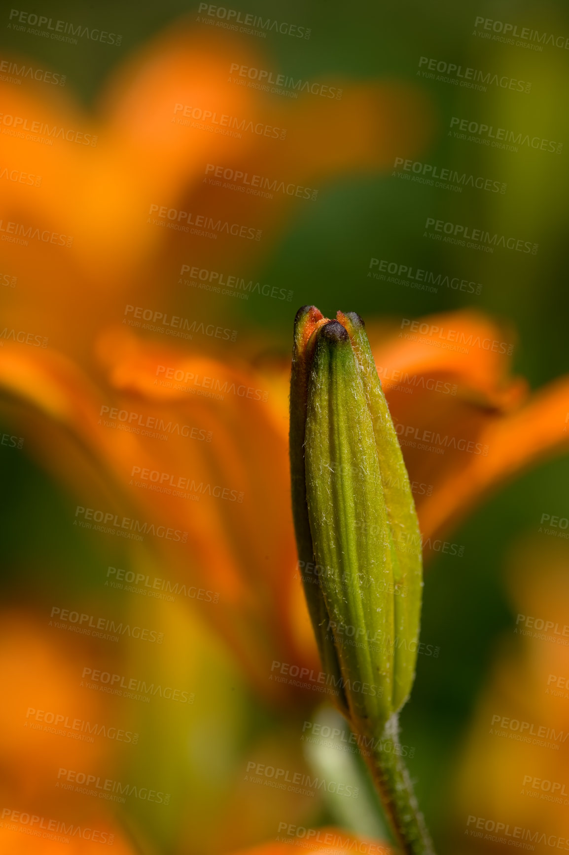 Buy stock photo A close-up of blooming Lilium Maritimum with blurred background. A portrait of a bud in the blooming process. A beautiful picture of a small orange flower. Macro photo nature flowers blooming Lilium