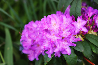 Buy stock photo Beautiful large flowers of rhododendrons in a green lush with blur background. Lilac flowers of green leaves in the forest. Blooming rhododendrons in the summer garden. Purple -white colored flowers.