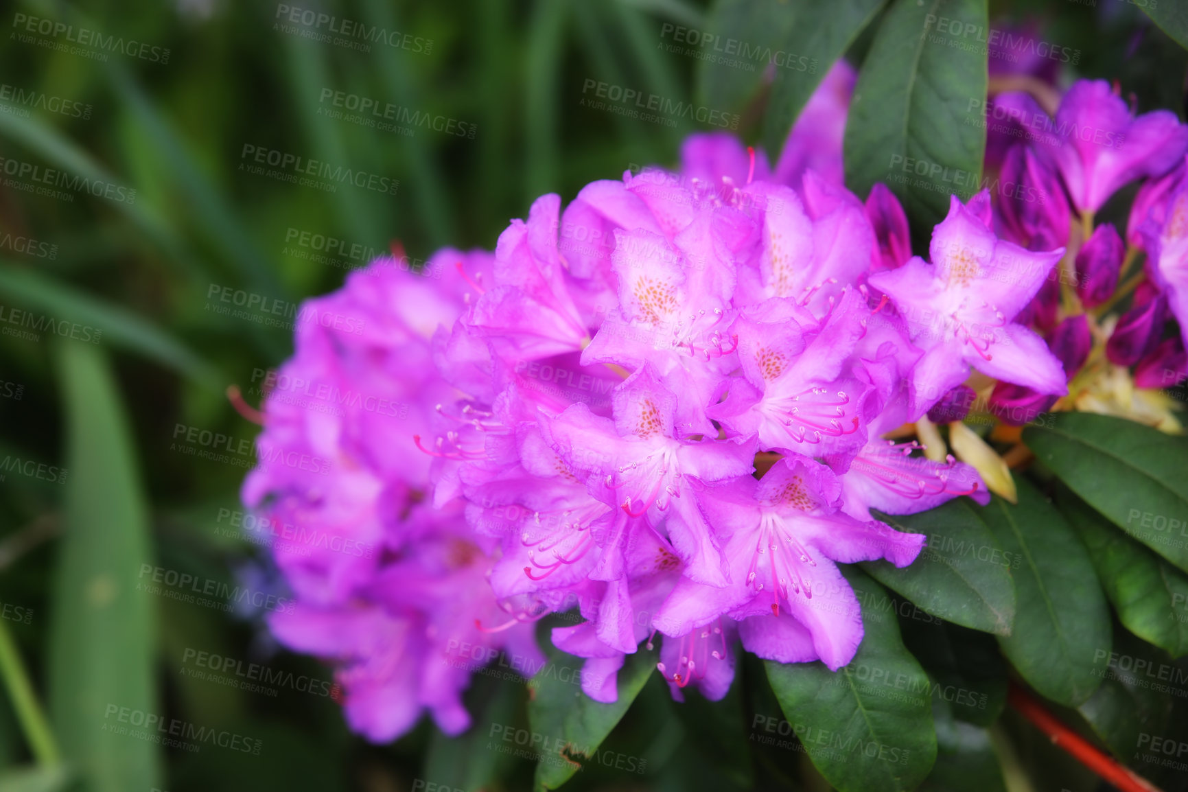 Buy stock photo Beautiful large flowers of rhododendrons in a green lush with blur background. Lilac flowers of green leaves in the forest. Blooming rhododendrons in the summer garden. Purple -white colored flowers.