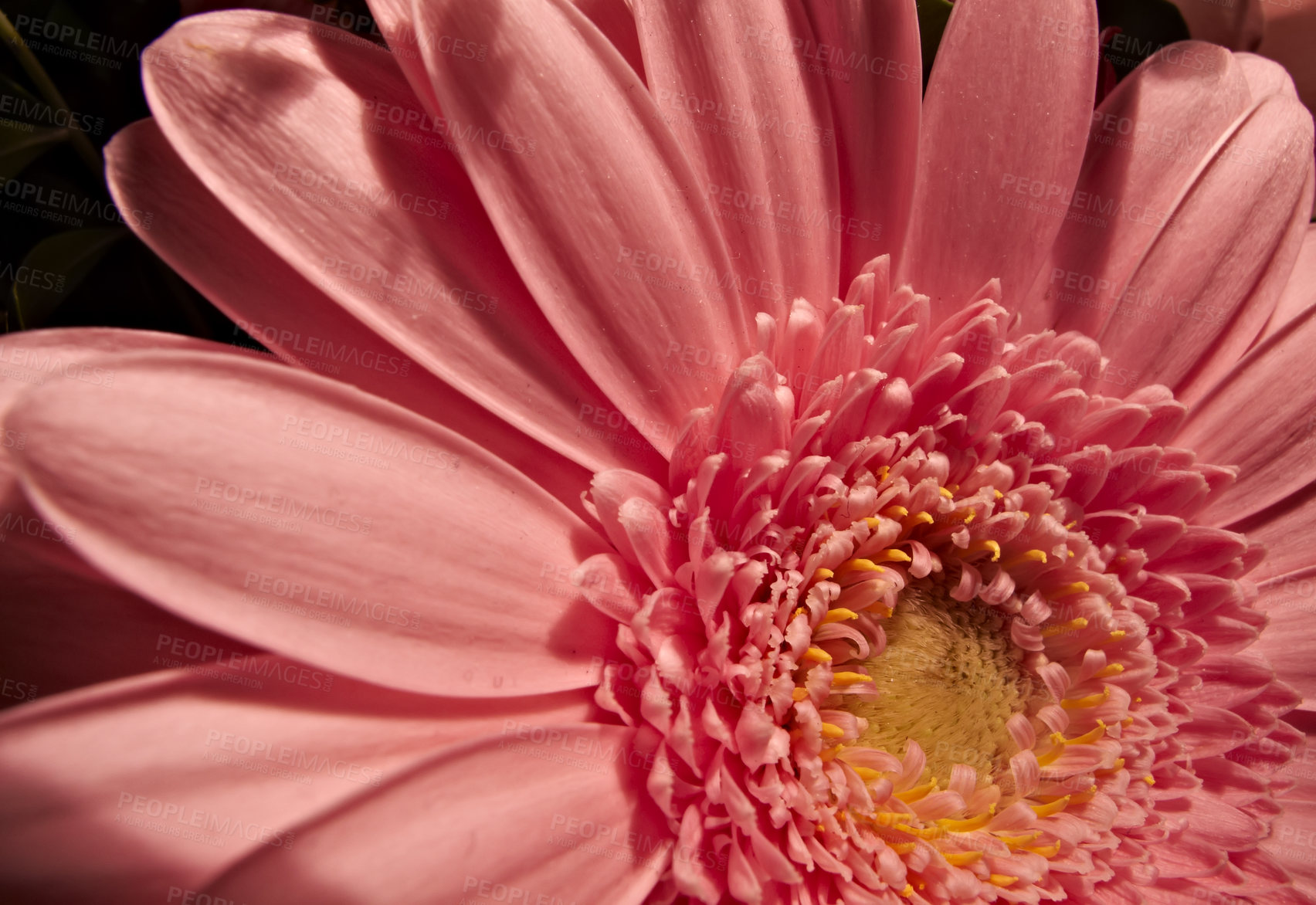 Buy stock photo Close-up of a pink daisy flower with natural blurred background. Intentionally shot with extremely shallow depth of field. An angled view of a blooming vibrant daisy flower in a garden in a sunshine.