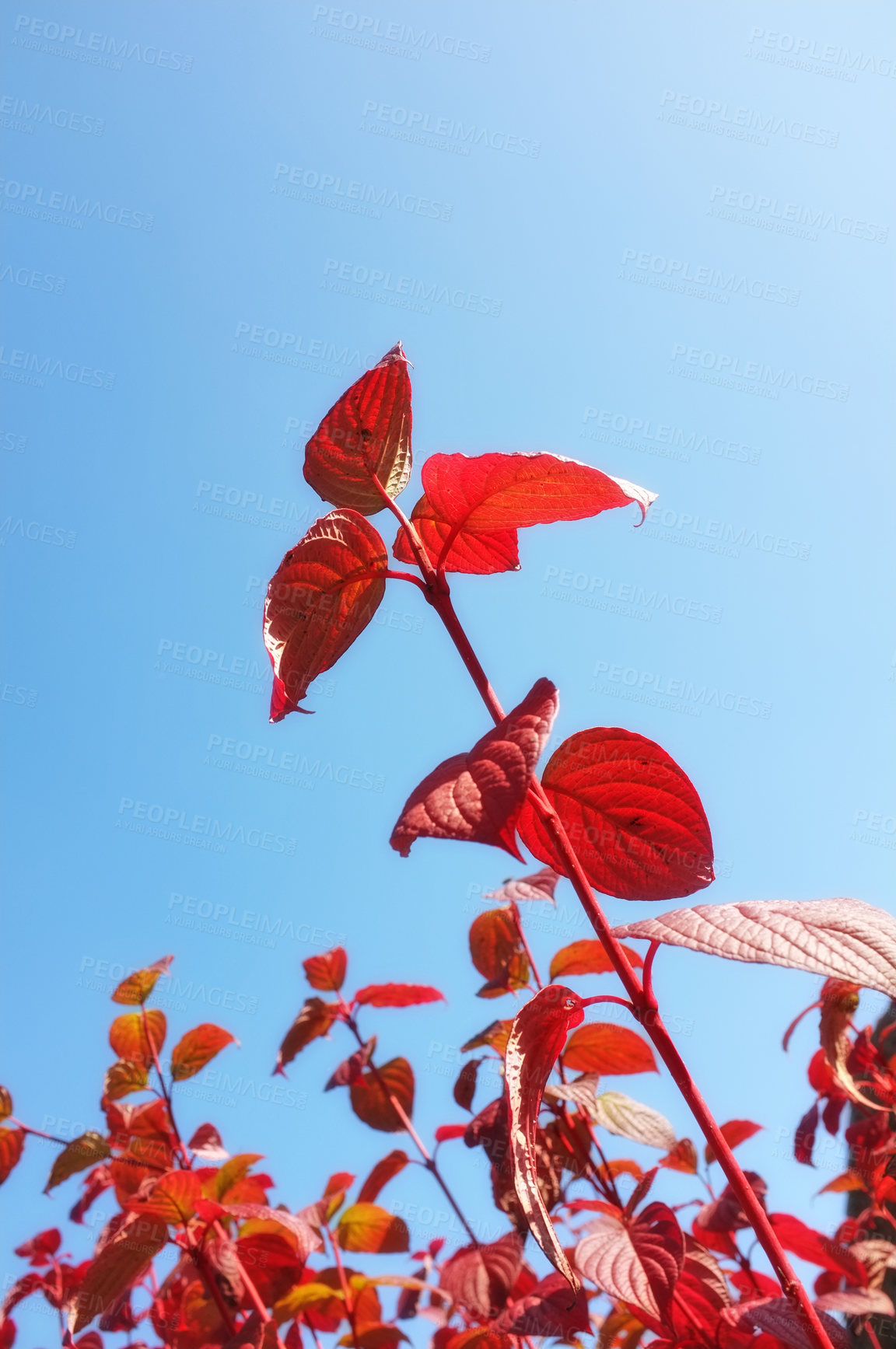 Buy stock photo Bronze pink copper plant from below with blue sky copy space. Red leaves on long stems growing outside in a natural garden, habitat or environment. Beautiful foliage growth during summer or spring