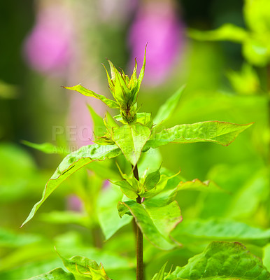 Buy stock photo Closeup of rose bud and leaves on a green stem with bokeh background and copy space. Passionate for gardening, growing fresh roses, flowers, plants in home garden and backyard. 