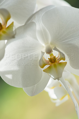 Buy stock photo A close-up of a white orchid flower with yellow in the center. A portrait picture of a white flower with blur background. A view of a white petal flower on a bright sunny day.