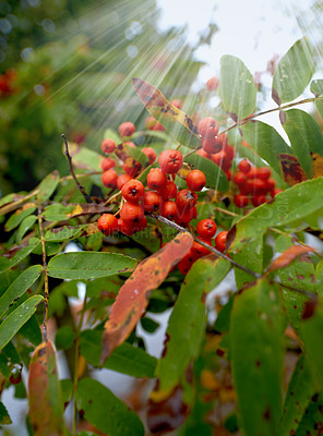 Buy stock photo Close up of Pyracantha red berries in autumn. Branch of pyracantha or Firethorn cultivar Orange Glow plant. A beautiful focused nature shot of red berries and big green and dried leaves in a garden