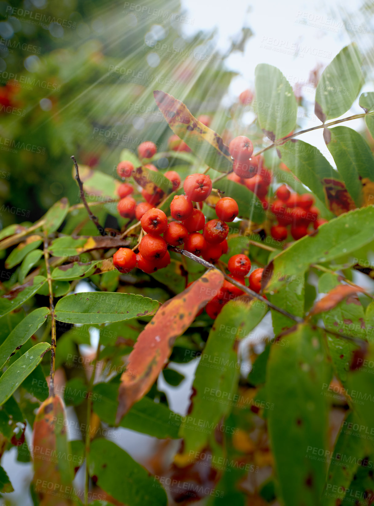 Buy stock photo Close up of Pyracantha red berries in autumn. Branch of pyracantha or Firethorn cultivar Orange Glow plant. A beautiful focused nature shot of red berries and big green and dried leaves in a garden