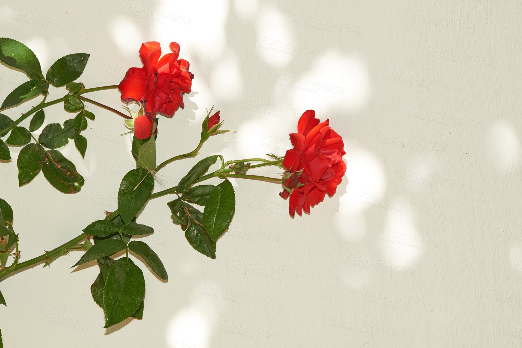 Buy stock photo Closeup of two red rose flowers growing against a white wall. Bright bright floral arrangement with green leaves. Rustic wild perennial blooms in Spring bloom with sun rays in a copy space background