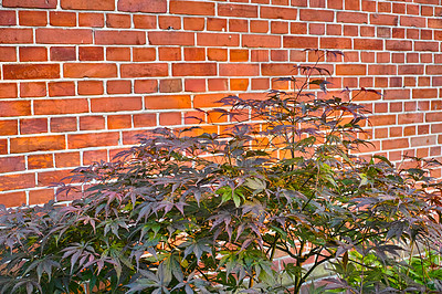 Buy stock photo Red brick wall background with flowers. Bush climbing flower on a brick wall background, artificial flowers décor. Besides of home flower garden. Portrait image of plants and flowers. 