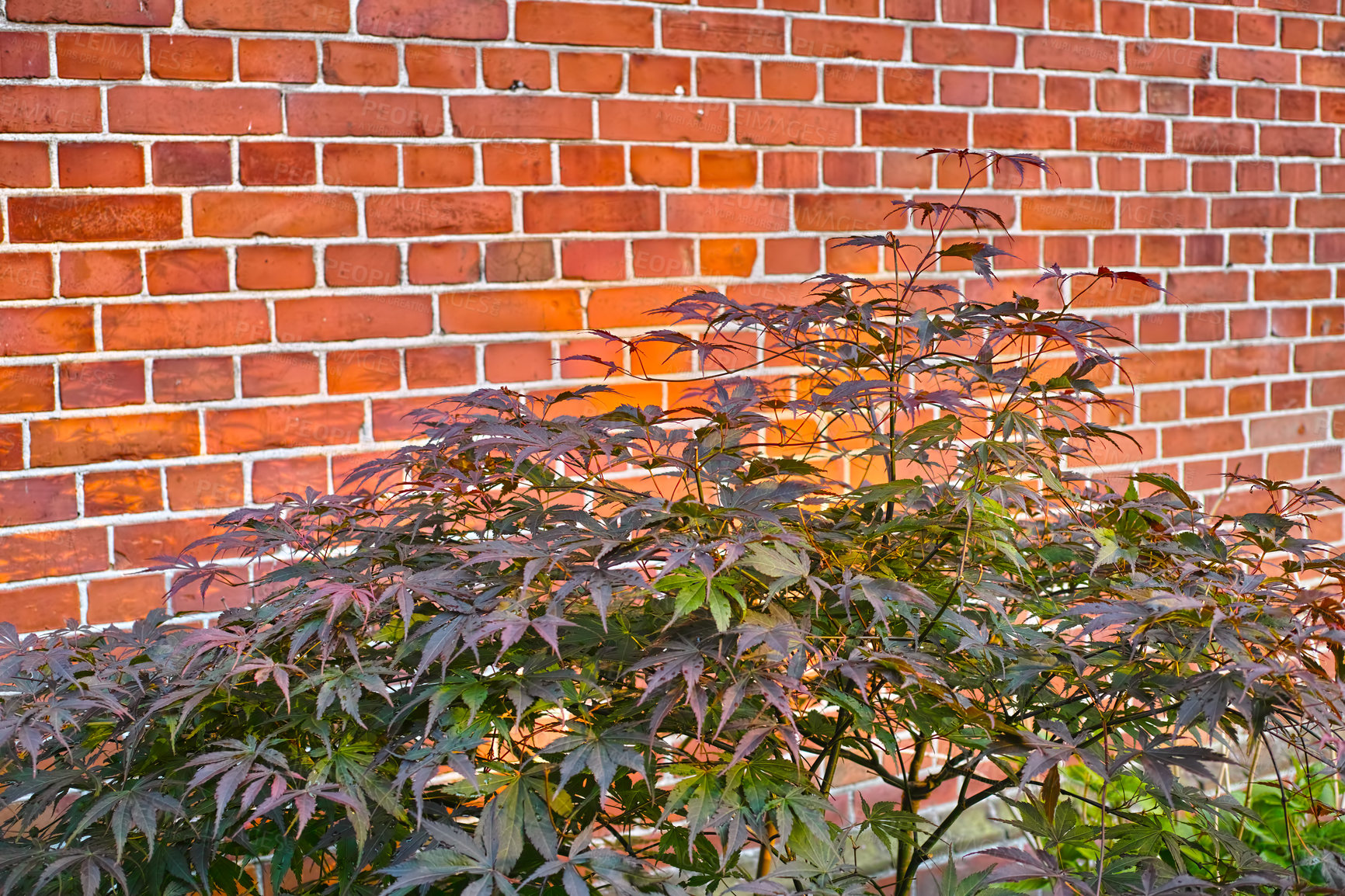 Buy stock photo Red brick wall background with flowers. Bush climbing flower on a brick wall background, artificial flowers décor. Besides of home flower garden. Portrait image of plants and flowers. 