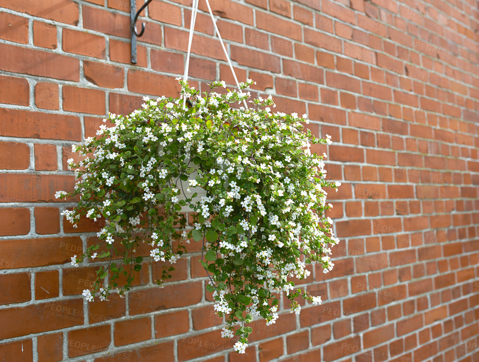 Buy stock photo White lilies growing in pots in a backyard in summer. Lilium blooming in hanging planters at a botanical garden in spring. Lily flowers budding in a park. Flora flourishing in holders in a yard