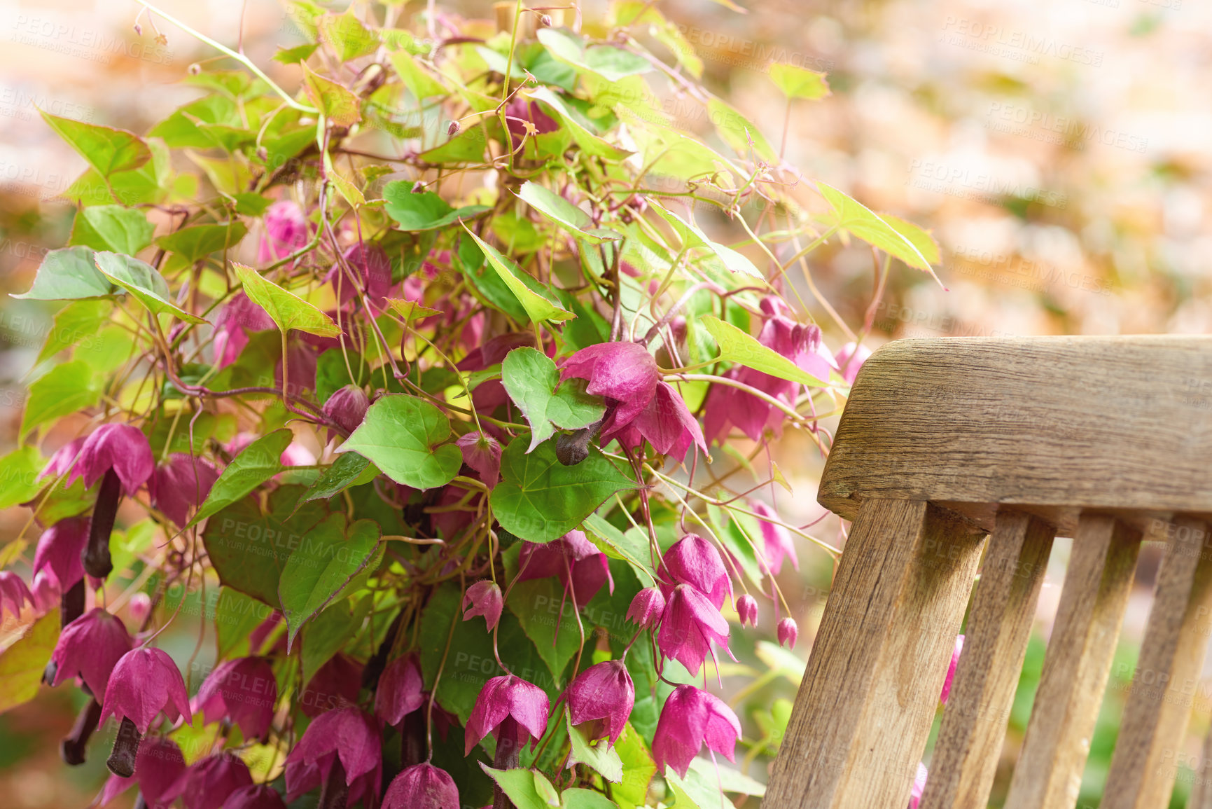 Buy stock photo Closeup of a garden chair near a flowering shrub outside. Wooden deck furniture beside a pink bougainvillea in a backyard on blurred bokeh background. A relaxing seat in a sunny park with copy space