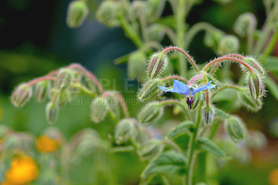 Buy stock photo Beautiful close-up of borage in a lush flower. Borago officinalis borage green leaves with hairy deep blue flowers with purple stamens approximation and blurred background with copy space
