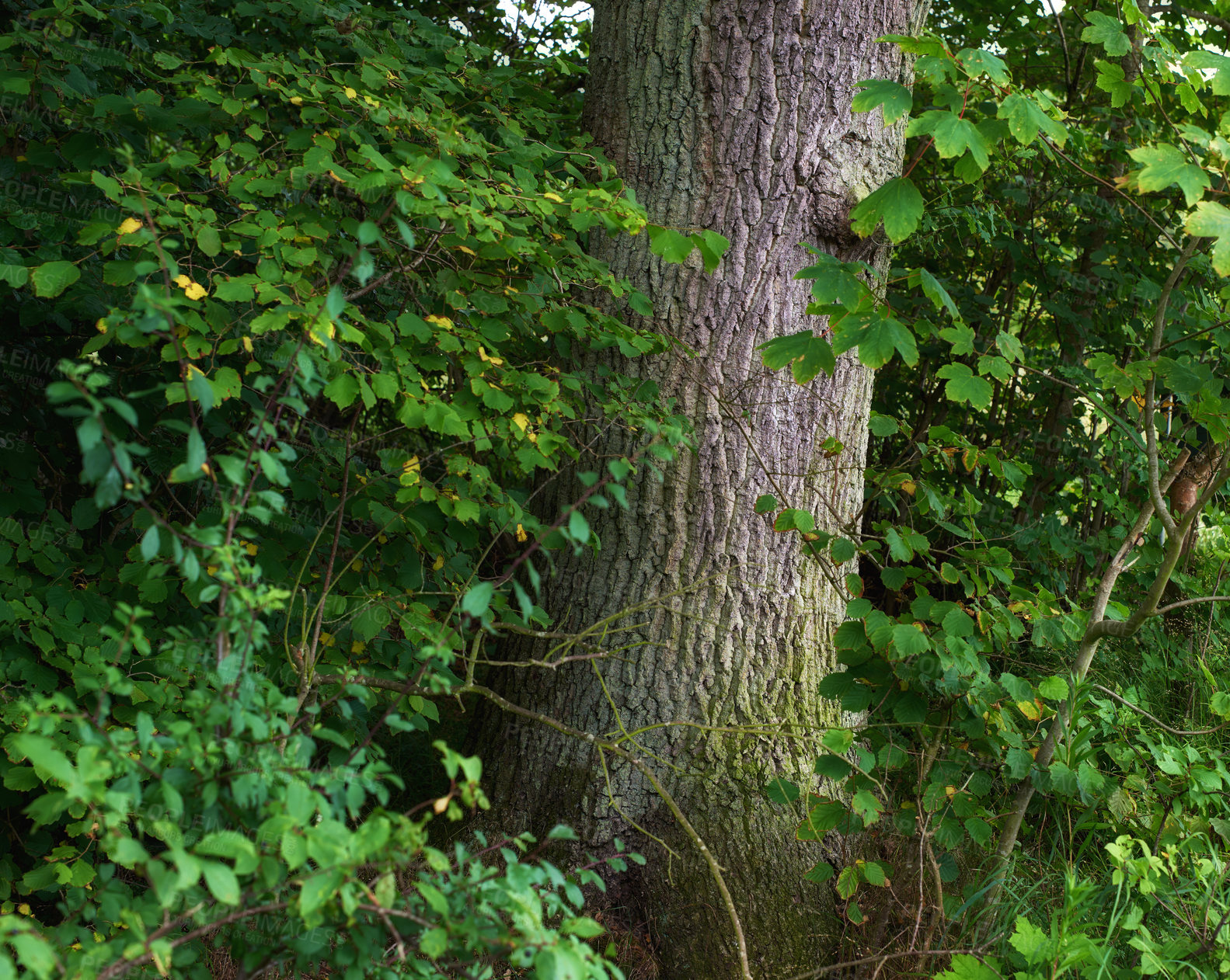 Buy stock photo Scenic forest of fresh green deciduous trees with the sun casting its rays of light through the foliage. The forest has birch trees on both sides with lots of green leaves, and branches.