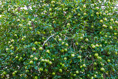 Buy stock photo Natural and delicious green apple harvest in the apple tree garden. Green staples are in a process of ripening among the branches and green leaves of the trees in an apple orchard on a sunny day.